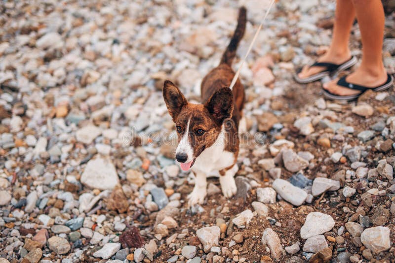 The dog runs and sports on the beach