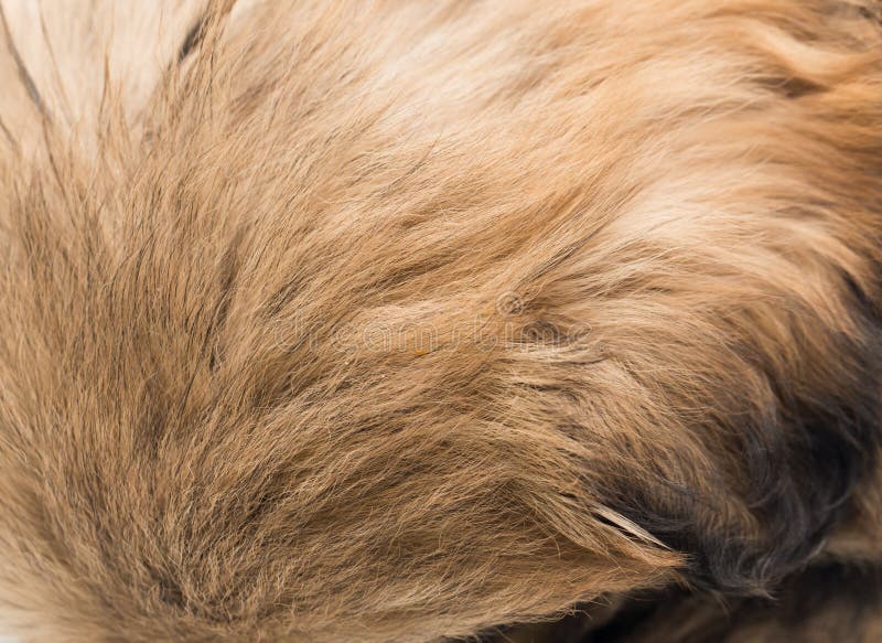 The Dog`s Fur As Background Stock Image Image of skin, backdrop