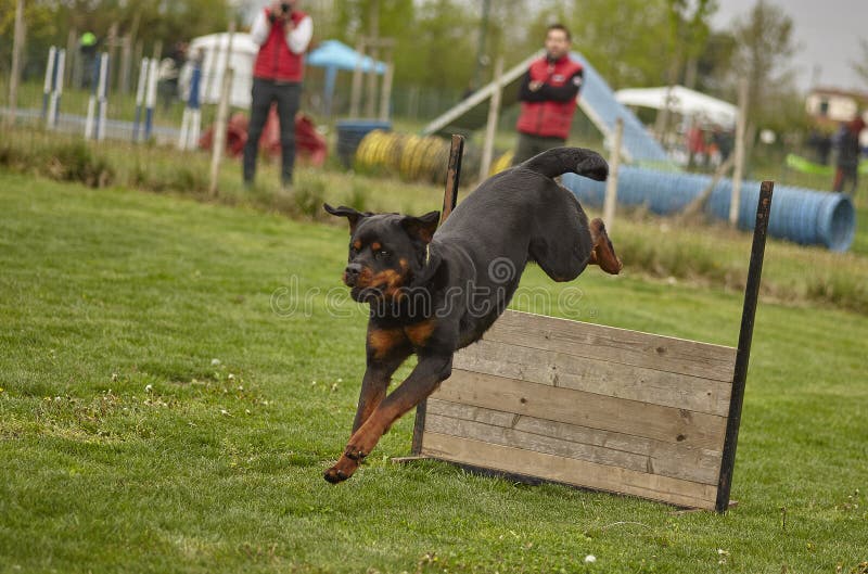 Dog`s jump competition 2 editorial image. Image of cute 149027345