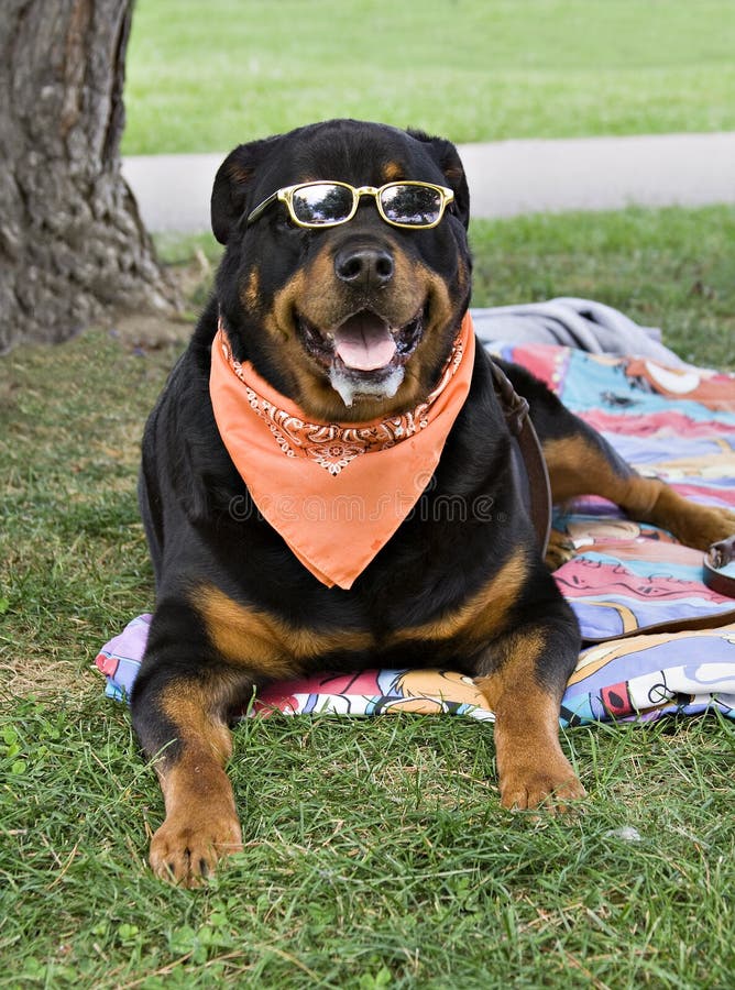 rottweiler sunglasses