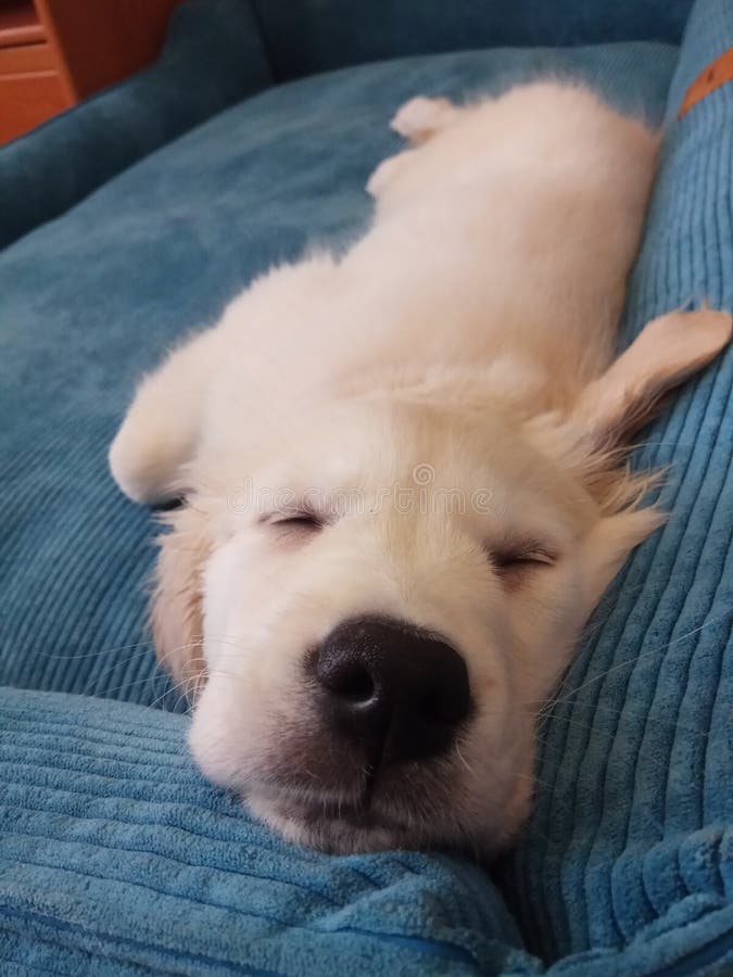 Dog stock photo. Image of name, retriever, java, golden 119506776