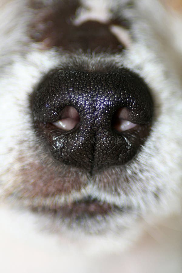 Dog's Nose stock photo. Image of fragrance, carnivore 5568176