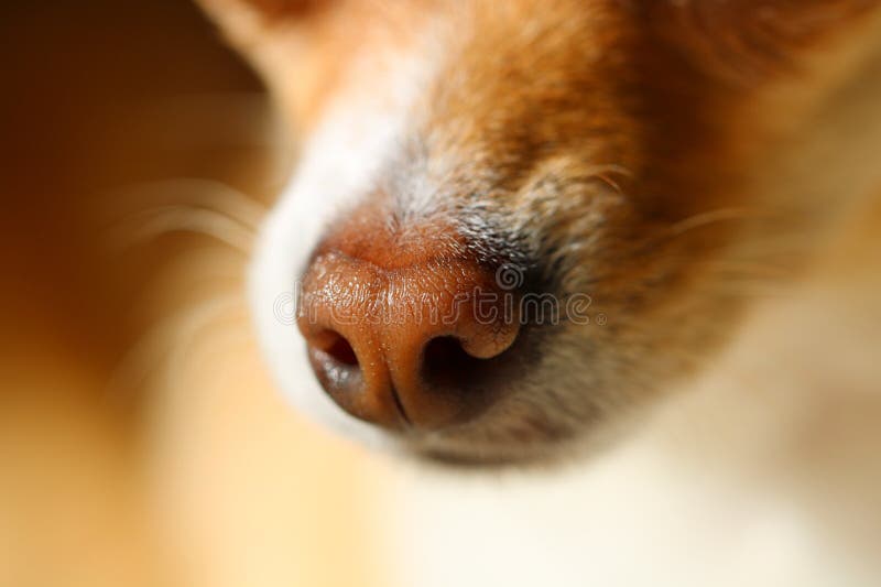 Dog's Nose Close-up stock images Dog's Nose Close-up stock images