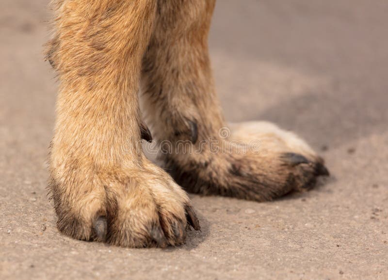 Paws of a dog on asphalt stock photo. Image of city 115669600