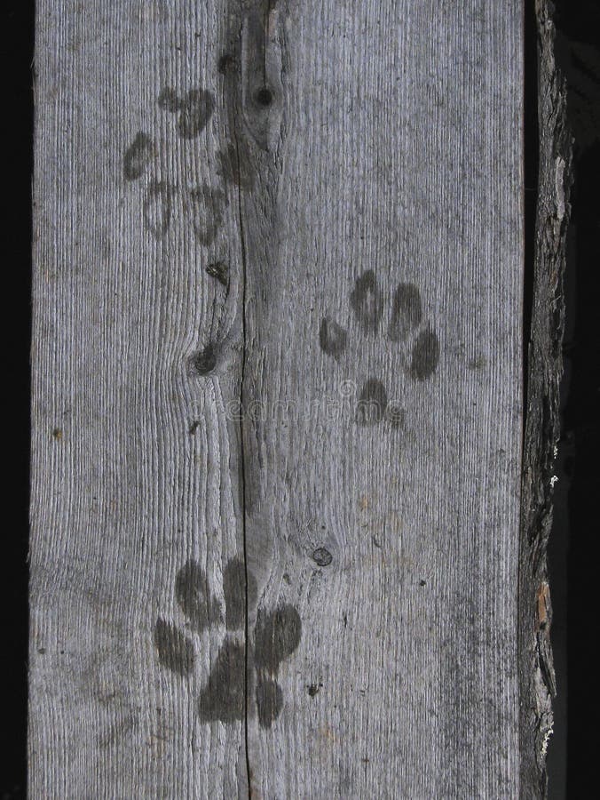 A dog's wet paw marks royalty free stock photography