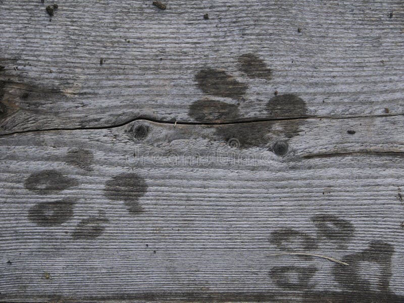 A dog's wet paw marks stock photography