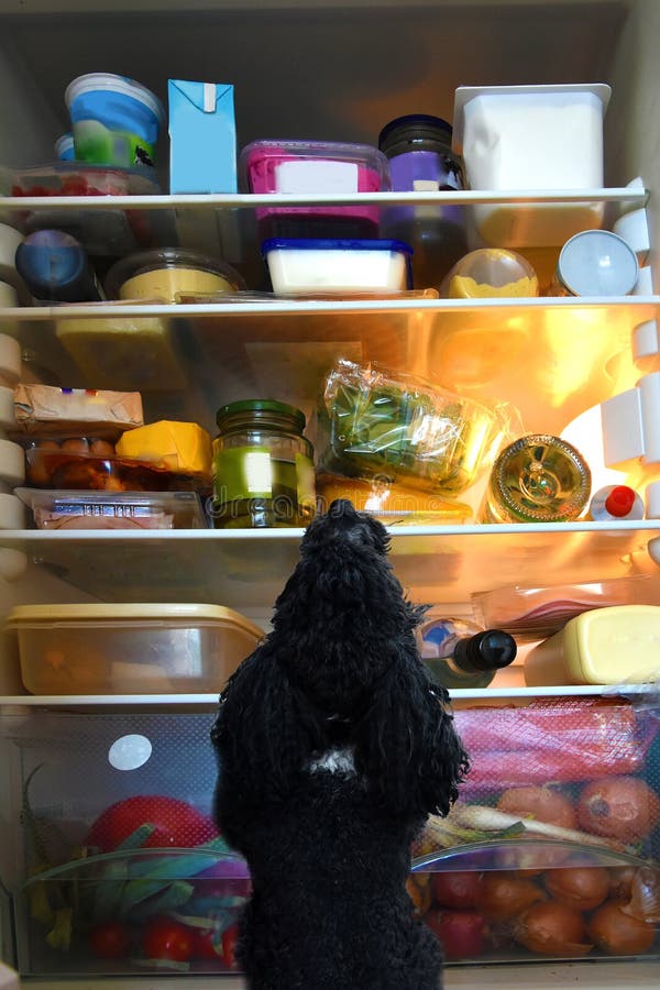 El perro antes refrigerador, buscando comida.