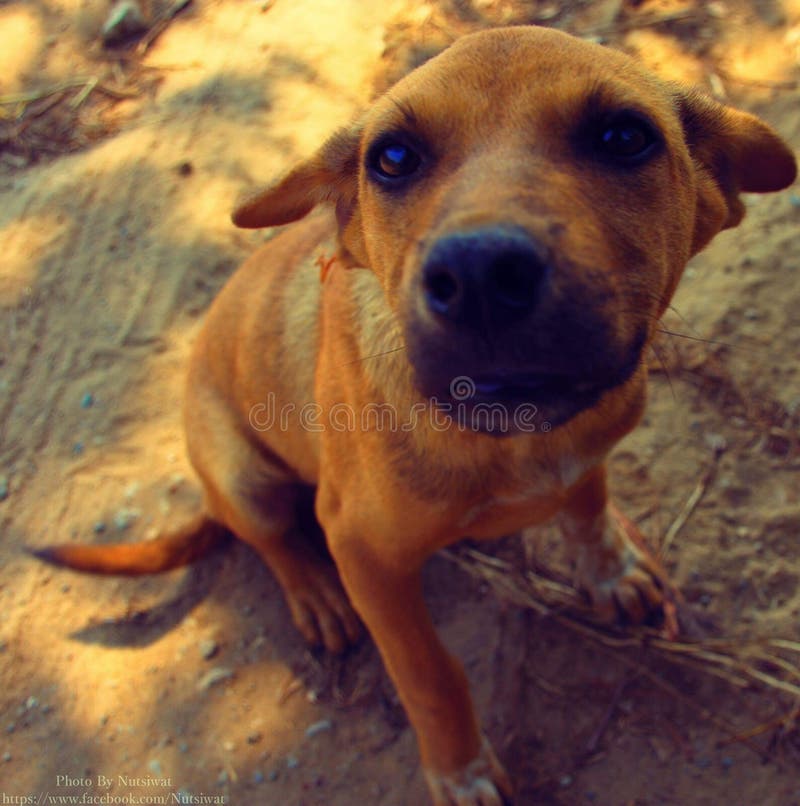 Black Lab Jack Russell Stock Photos Free & RoyaltyFree Stock Photos