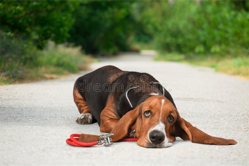 Dog Sadness Basset Hound Depression Puppy Lying Down Small