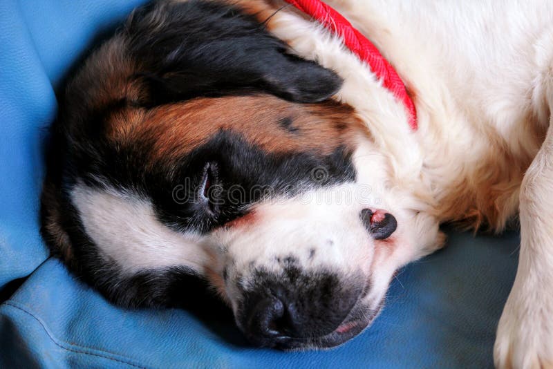 Saint Bernard Dog Enjoys Sleeping on the Bed Stock Photo Image of