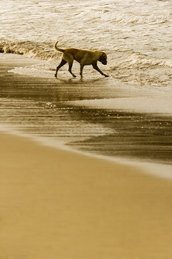 Dog in the sand stock image. Image of adorable, protect 8717209