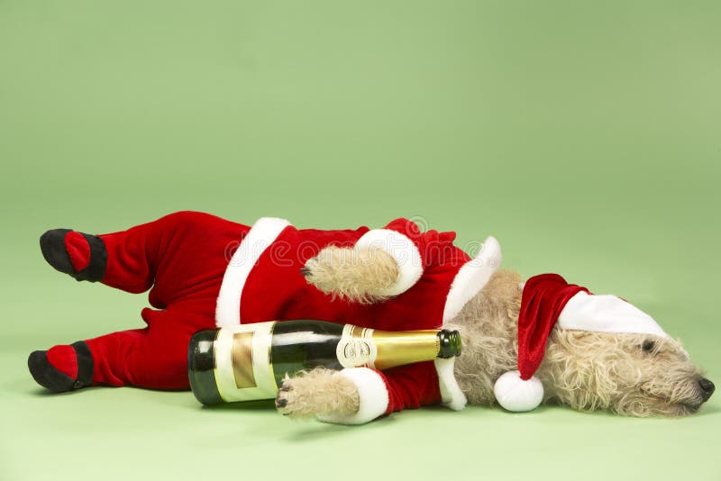 Dog In Santa Costume stock photo. Image of drinking, funny - 8756458