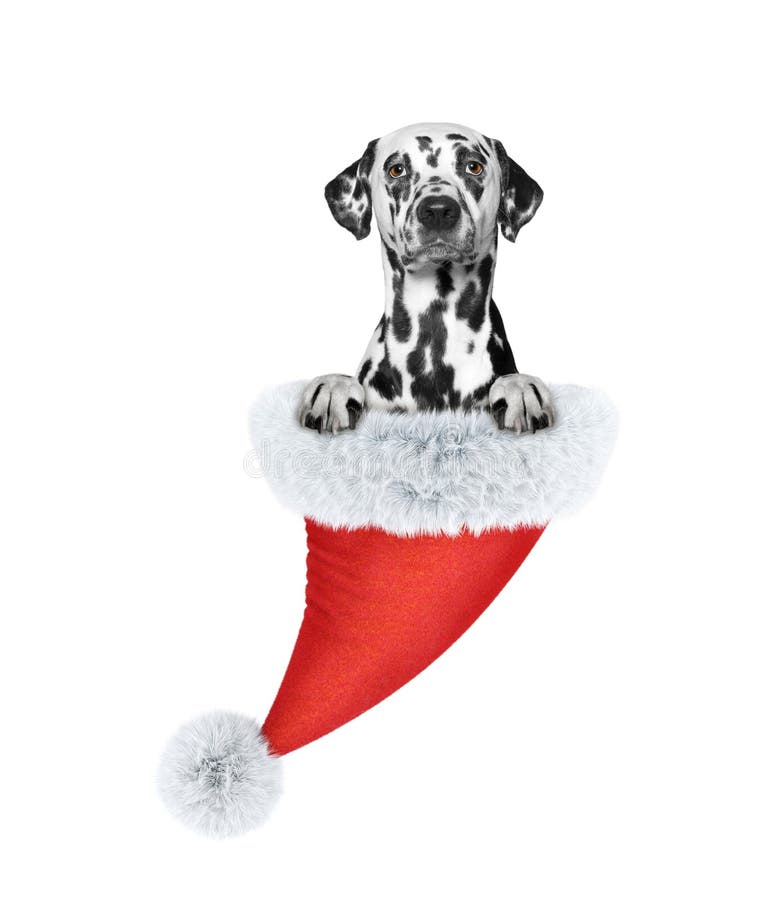 Dog in a santa hat stock photo. Image of purebred, isolated 82252470