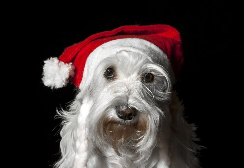 Black and White Dog Wearing Santa Holiday Hat on Neutral Background