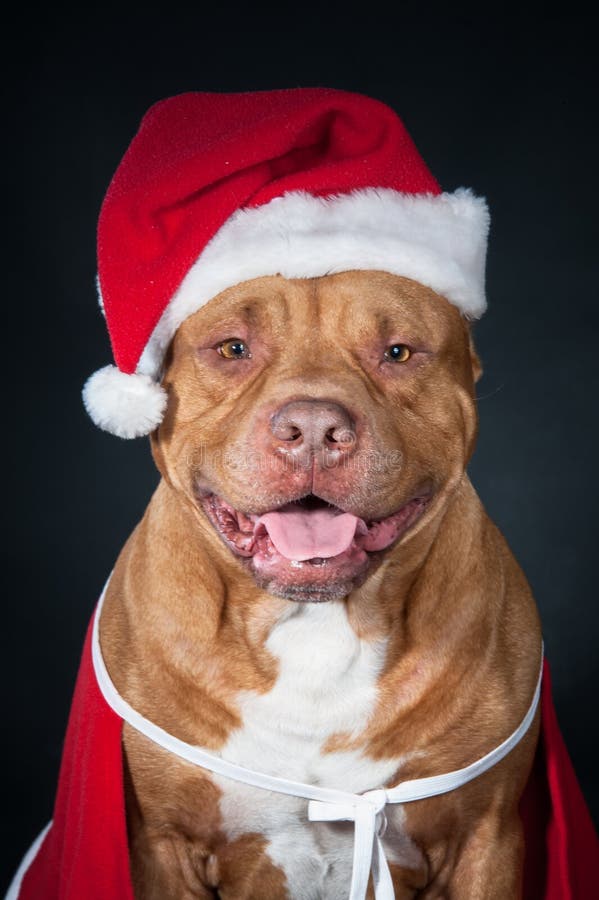 Dog in Santa`s costume. A red pit bull in New Year`s clothes. Portrait of dog isolated on black. Santa Claus. Gnome, dwarf, leprechaun.