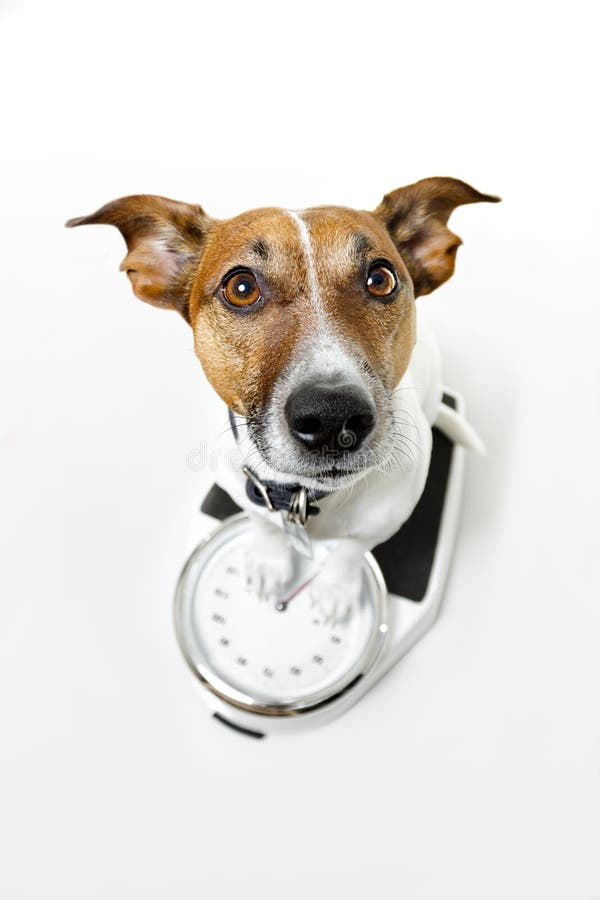 Dog On Weighing Scale Royalty-Free Images, Stock Photos & Pictures