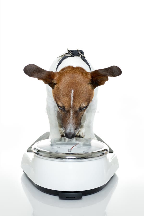 Dog on Scale , with Overweight and Guilt Stock Image - Image of feelings,  overweight: 82063867