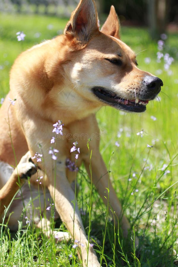 Dog scratching stock image. Image of veterinarian, fleas 38791491