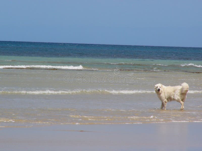 Dog by seaside