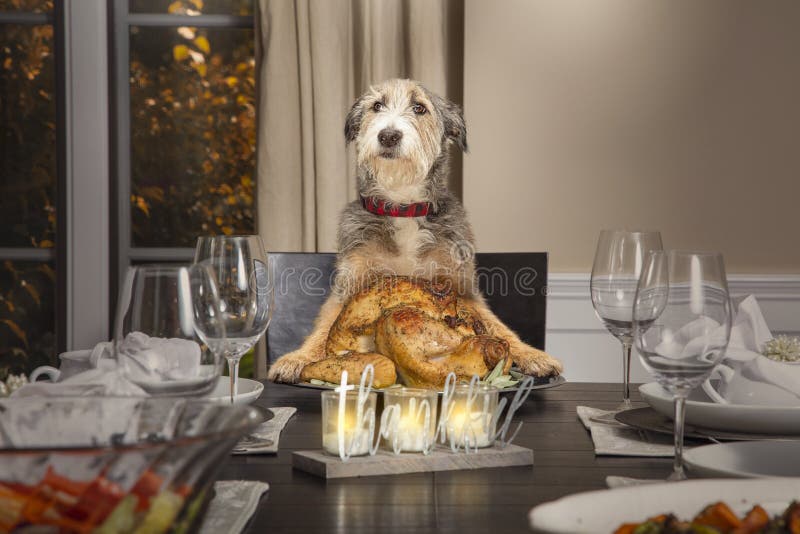 Funny dog sitting at the head of a formal dining table serving a Thanksgiving turkey. Funny dog sitting at the head of a formal dining table serving a Thanksgiving turkey