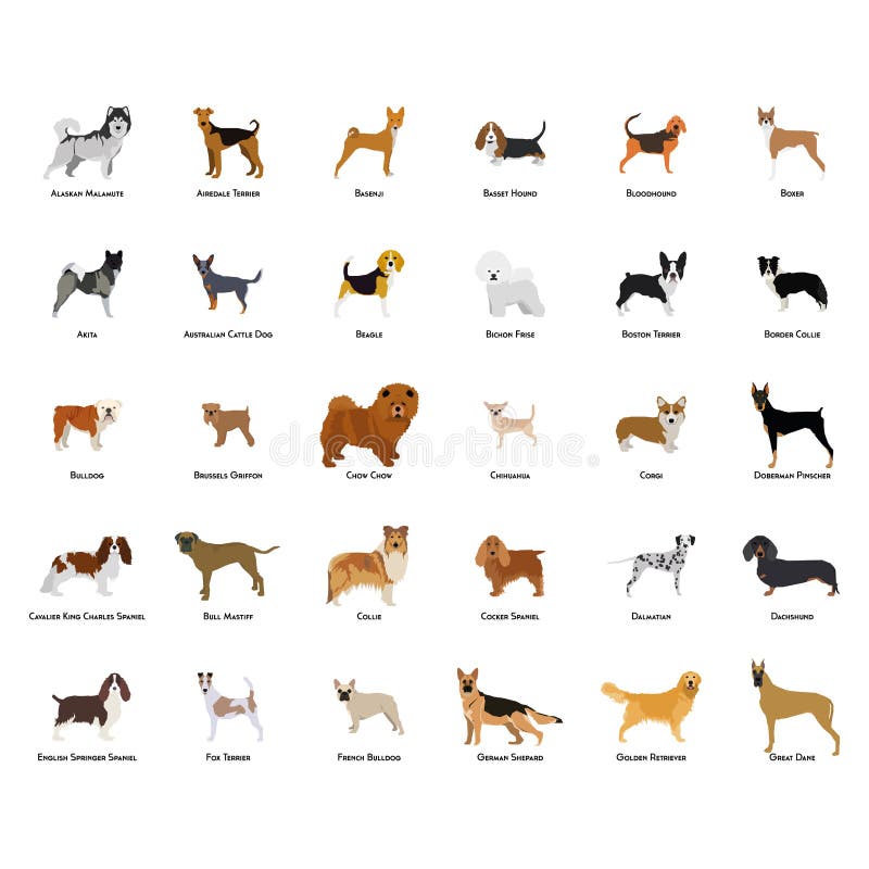 Dog vector illustration