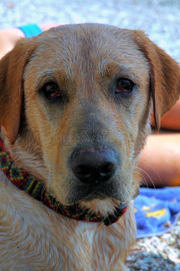 Dog In Shade Picture. Image 912402