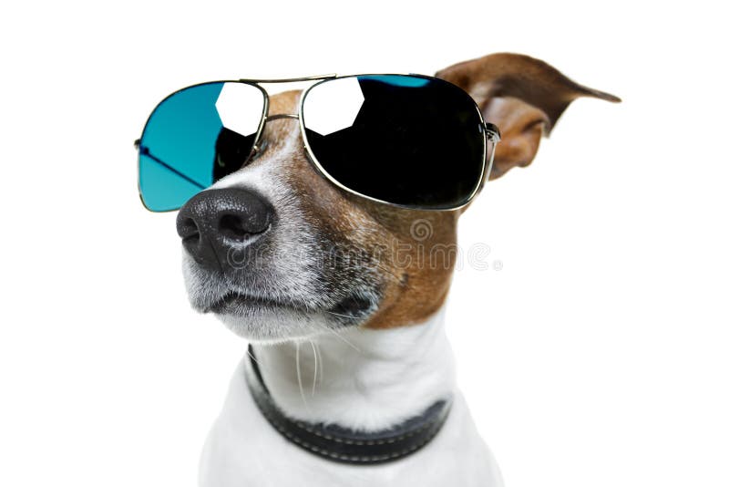 Dog in shades stock photo. Image of joke, isolated, funny 23515720