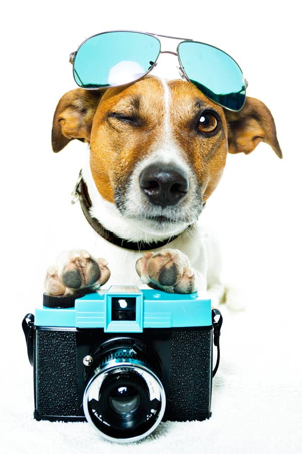 Dog With Shades And A Photo Camera Royalty Free Stock Photo Image