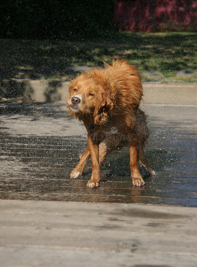 Dog Shake Picture. Image 1175306