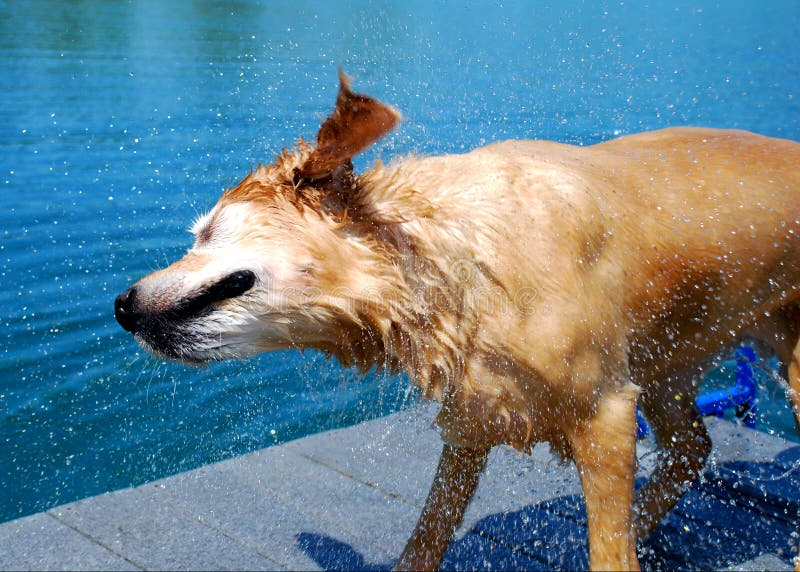 103 Blue Dog Shaking Off Water Stock Photos Free & RoyaltyFree Stock