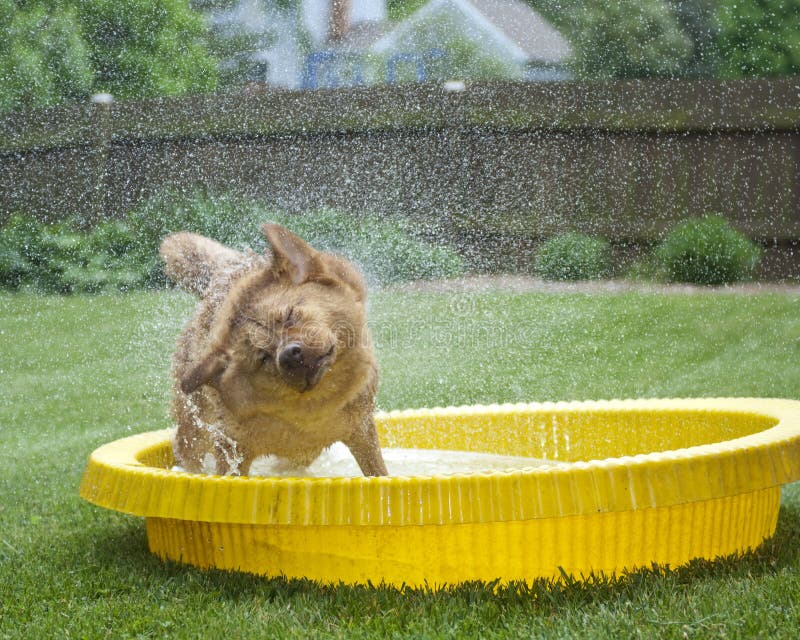 Dog shaking out water