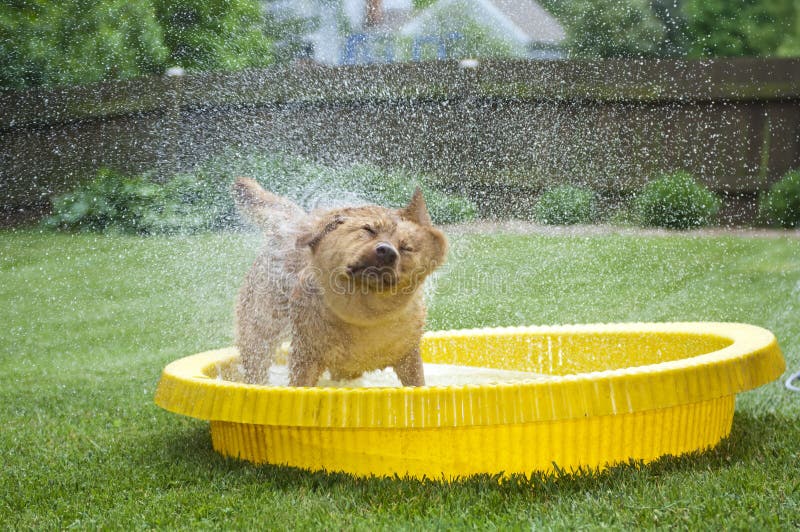 Dog shaking out water