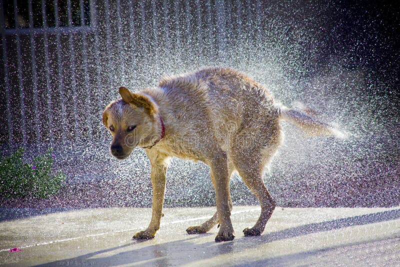 Cane scrollarsi di dosso l'acqua al sole, le singole gocce d'acqua visibile alla luce del sole.