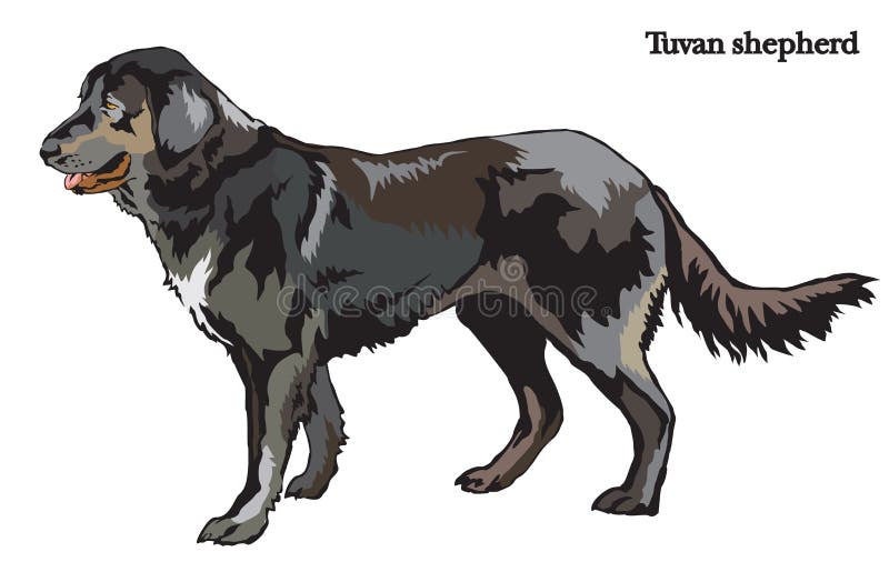 Dog shepherd vector illustration. Portrait of standing in profile dog shepherd Tuvan shepherd, vector colorful illustration isolated on white background