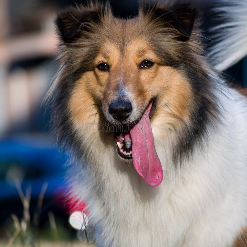 Lassie dog stock image. Image of mouth, furry, drool, whiskers - 4864427