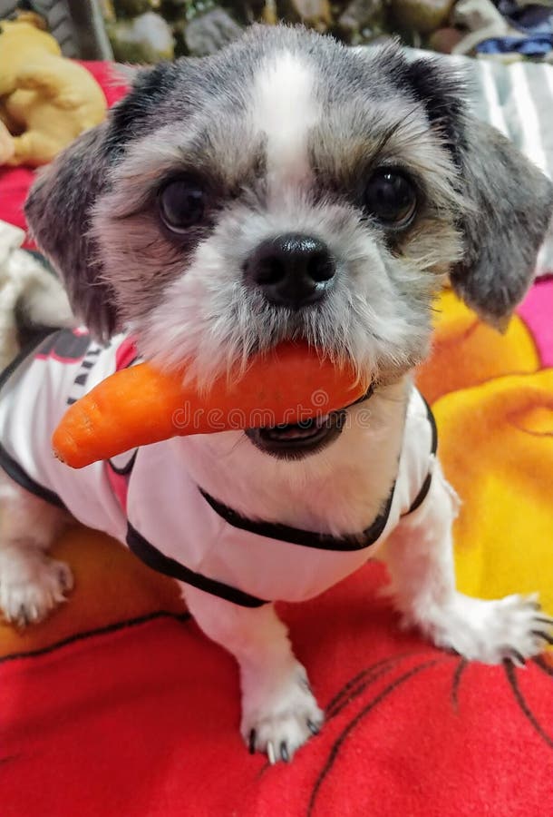 Are Carrots Good For A Shih Tzu
