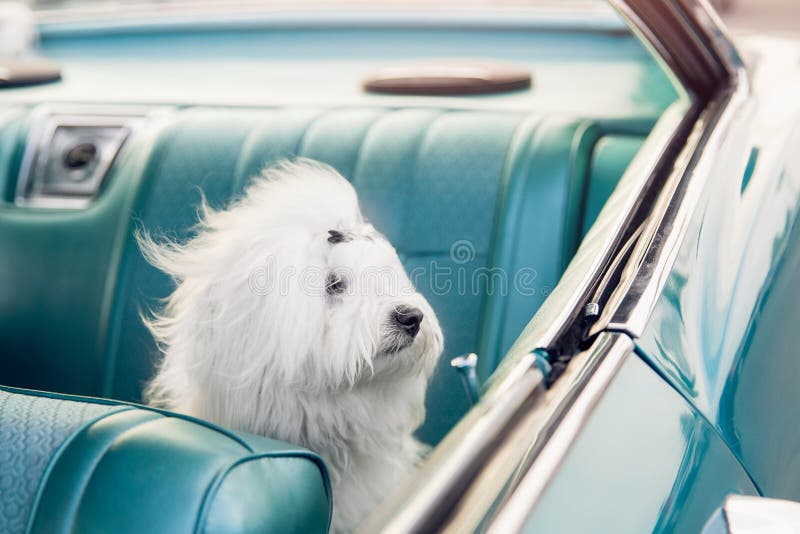 Dog Shih tzu looks out window retro car sunset. Concept animal travel road trip