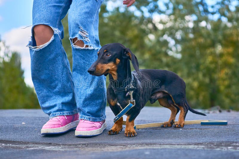 Cheerful Dachshund Dog and Child& X27;s Legs in Jeans and Pink Sneakers Stock Photo - Image of childhood, 273951728