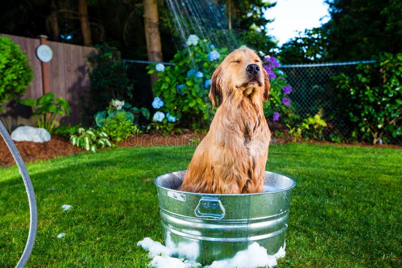 Dog shower stock image. Image of outside, bathing, cute 26337045
