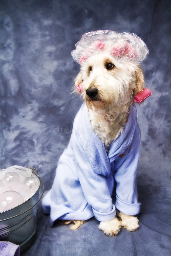 Dog in Shower Cap stock image. Image of animal, bubbles 18479091