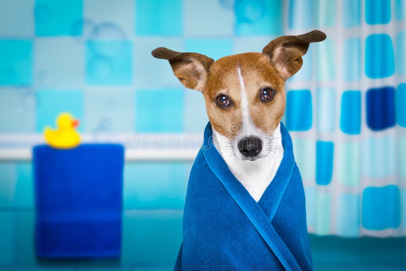 Dog in shower or wellness spa