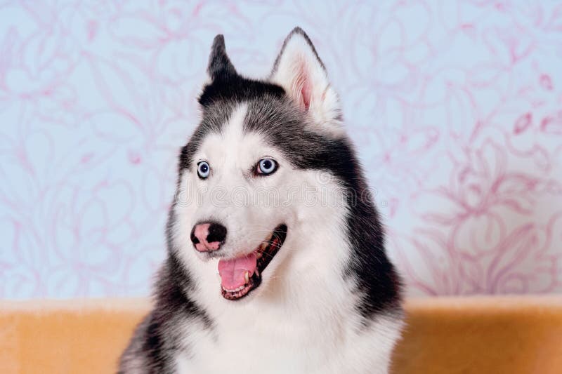 Are Huskies Killers are-huskies-killers