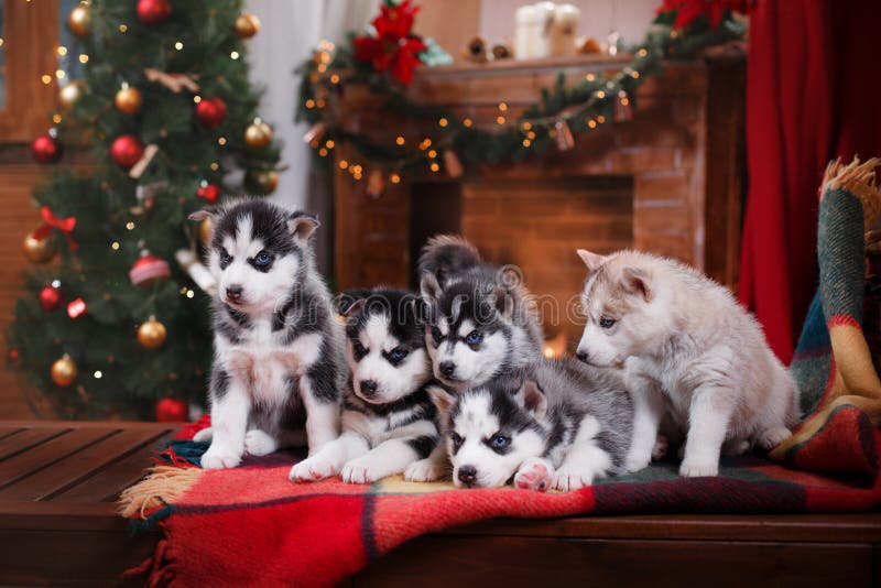 Dog Siberian Husky royalty free stock image Dog Siberian Husky royalty free stock image