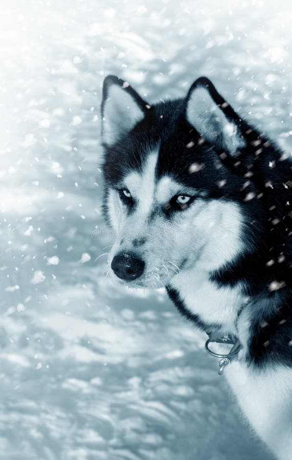 Dog siberian husky in snow royalty free stock photo Dog siberian husky in snow royalty free stock photo