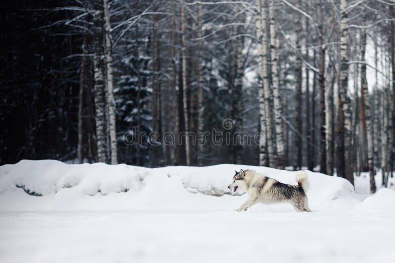 Dog Siberian skrovlig spring för aveln på ett snöig royaltyfri fotografi Dog Siberian skrovlig spring för aveln på ett snöig royaltyfri fotografi