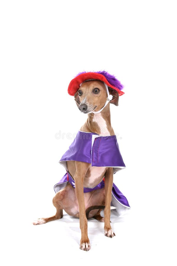 Dog in silly purple and red costume