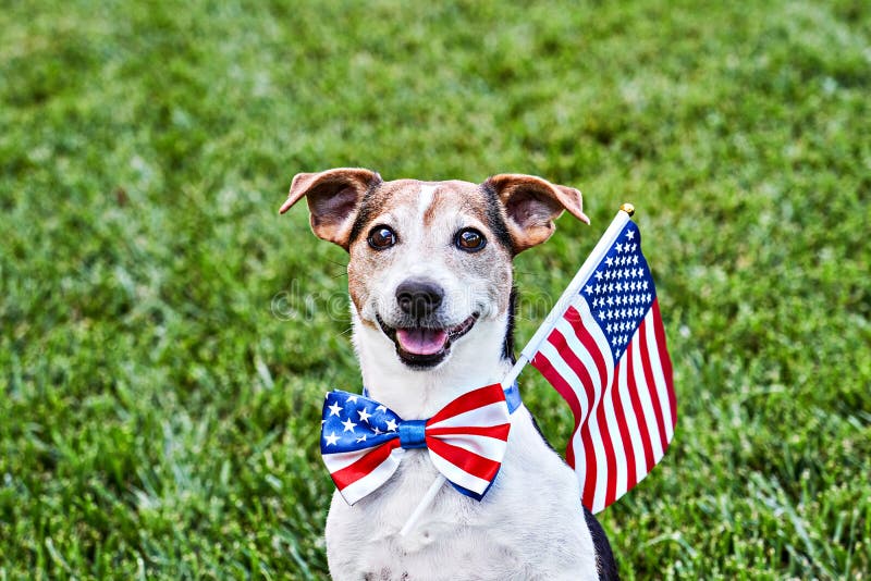 962 Happy Independence Day Usa Funny Stock Photos - Free & Royalty-Free  Stock Photos from Dreamstime