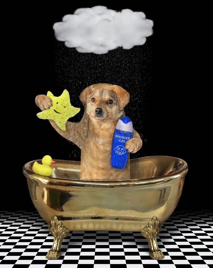 The beige dog with a star shaped sponge and a bottle of shampoo is taking a bath in a gold bathtub under a cloud. It`s raining. Black background. The beige dog with a star shaped sponge and a bottle of shampoo is taking a bath in a gold bathtub under a cloud. It`s raining. Black background