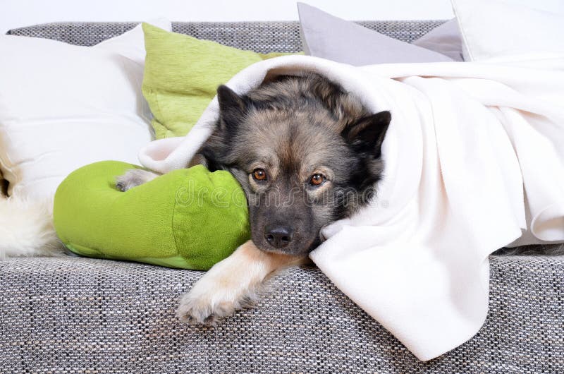 A dog sits on a large sofa