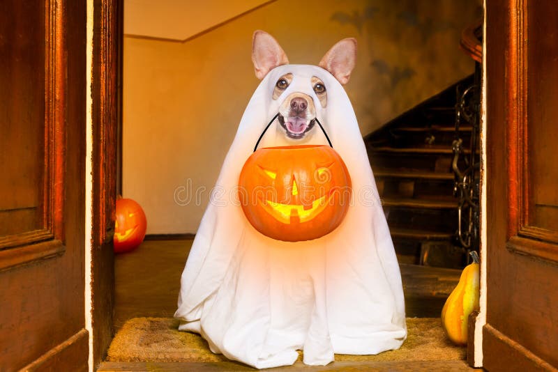 Dog sitting as a ghost for halloween in front of the door at home entrance with pumpkin lantern or light , scary and spooky, for a trick or treat. Dog sitting as a ghost for halloween in front of the door at home entrance with pumpkin lantern or light , scary and spooky, for a trick or treat